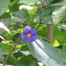 植物園１１