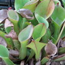 植物園１３