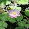 植物園１４