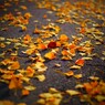 紅一点