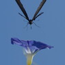 花と虫達　クロアゲハ　Ⅱ