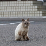 気分は岩合さん！