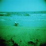海犬