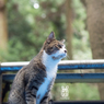 神社ねこさま