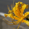 道路わきの黄色彼岸花