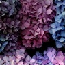 Hydrangea