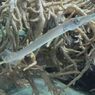 DSCF5186_624