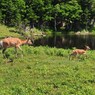 知床五湖に居たエゾシカの親子