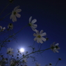 月夜に