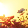 夕陽に