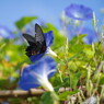 花と蝶　クロアゲハ