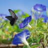 花と蝶　クロアゲハ　Ⅱ