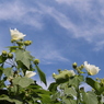 見上げるのは秋空