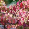 紅葉始め