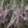 花簾
