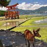 鳥居と人と鹿と・・・