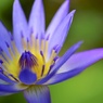 Blue Nymphaea
