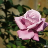 秋薔薇3