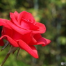 秋薔薇7