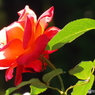 秋薔薇8