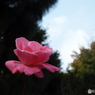 秋薔薇10