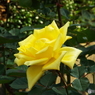 秋薔薇11