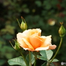 秋薔薇16