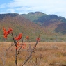 ナナカマドの実と景鶴山