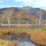 白樺と景鶴山
