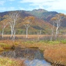 白樺と景鶴山