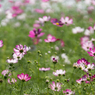 Cosmos～♡*