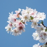 冬桜1