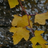 Autumnal tints <yellow>