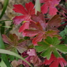Autumnal tints <red>