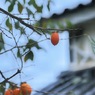 食欲の秋... ♪