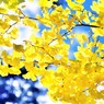 キラキラ輝く銀杏の葉
