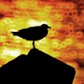 石狩産　夏カモメのシルエット　リングボケ仕立てでございます。
