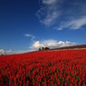 蒼紅の丘