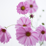 *＊.。..cosmos..*＊