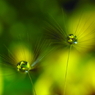 菜の花畑に降り