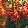 月の石もみじ公園15