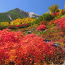 紅葉真っ盛り  (160Ｔ)