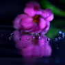 迷いの森