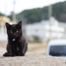 黒おチビさん（2）