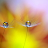 菊花と戯れて