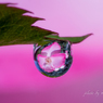 薔薇、ひとしずく