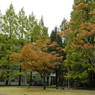 緑と紅葉