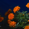 写真掌編：マリー２：夕日のマリー