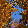 ふらり散歩　Autumn Leaves 8