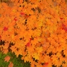 紅葉の錦 神のまにまに・・・
